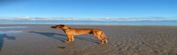 Rhodesian Ridgeback dogs for stud: Proven KC Reg Fully Health Tested RR for Stud in Bolton - Advert 6