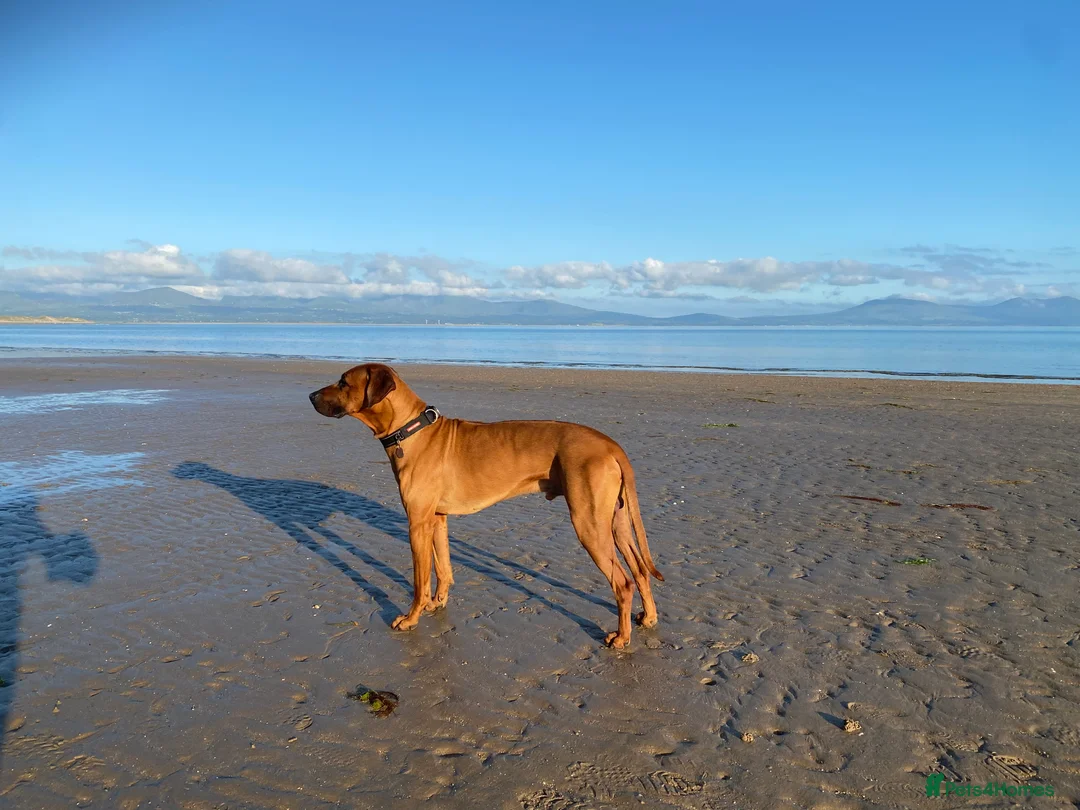 Rhodesian Ridgeback dogs for stud: Proven KC Reg Fully Health Tested RR for Stud in Bolton - Advert 1