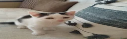 Mixed Breed cats for sale: 2 Kittens Ready for New Homes, 10 Weeks Old - Advert 22
