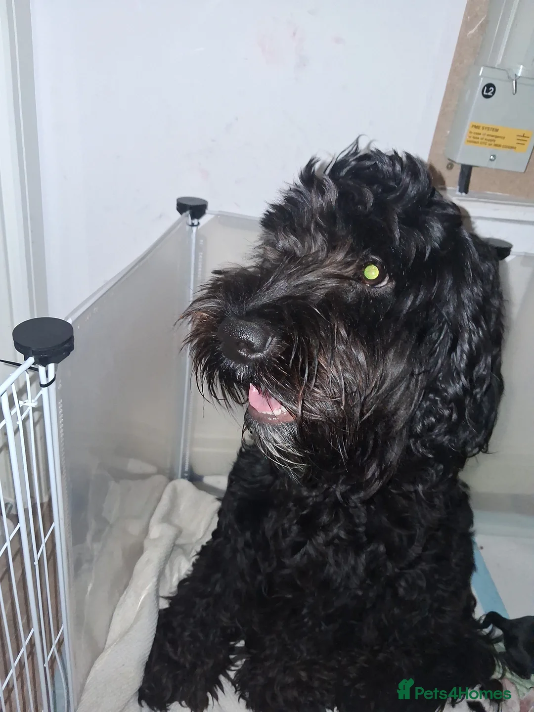 Mixed Breed dogs for sale: ☆six beautiful male puppys seeking forever homes☆ - Advert 5