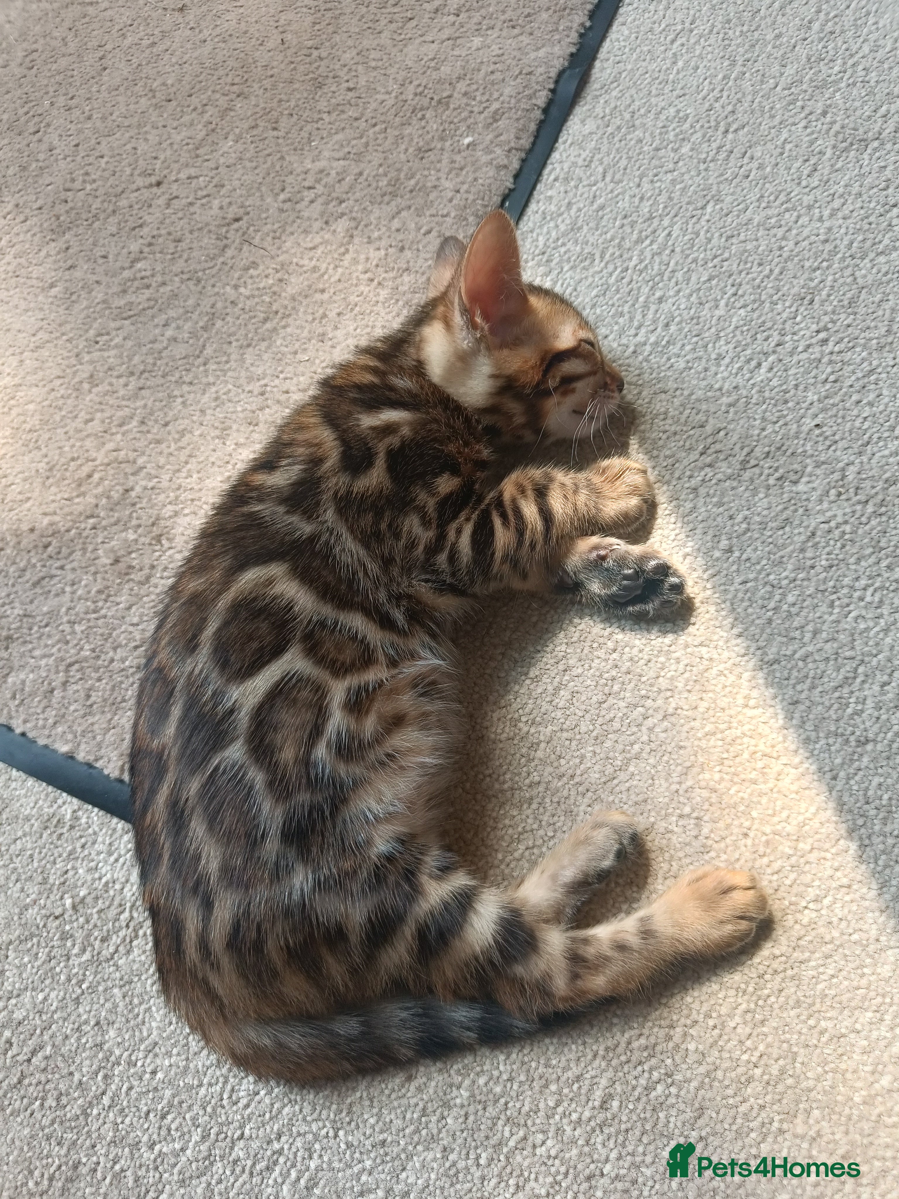Bengal cats Absolutely beautiful pedigree bengal kittens - Advert 2