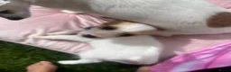 Mixed Breed dogs for sale: Jackawawa in Gainsborough - Advert 3