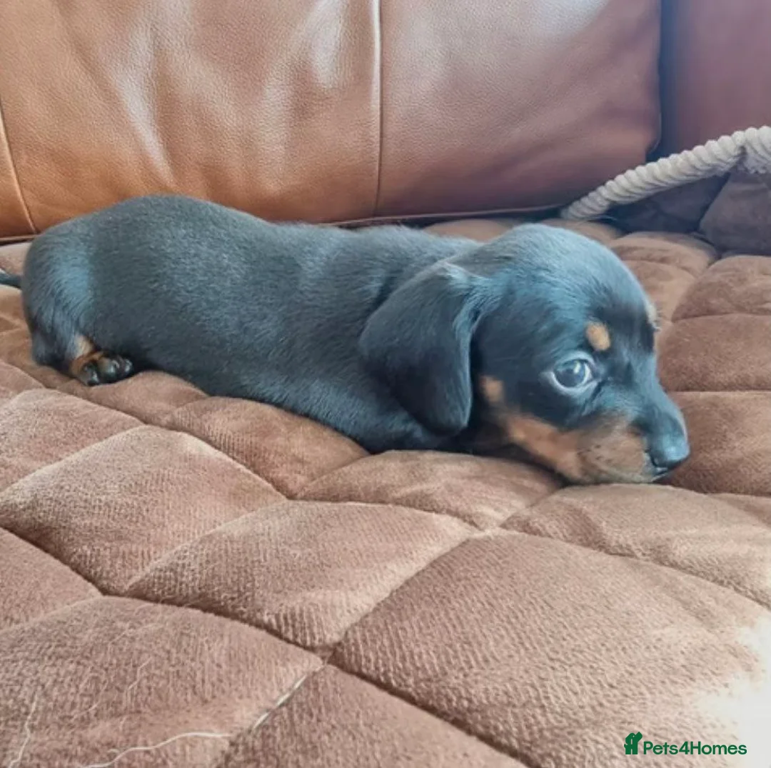 Miniature Dachshund dogs for sale: Miniature Dachshund Puppies - Advert 4