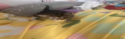 Mixed Breed cats for sale: 5 gorgeous kittens for sale - Advert 17