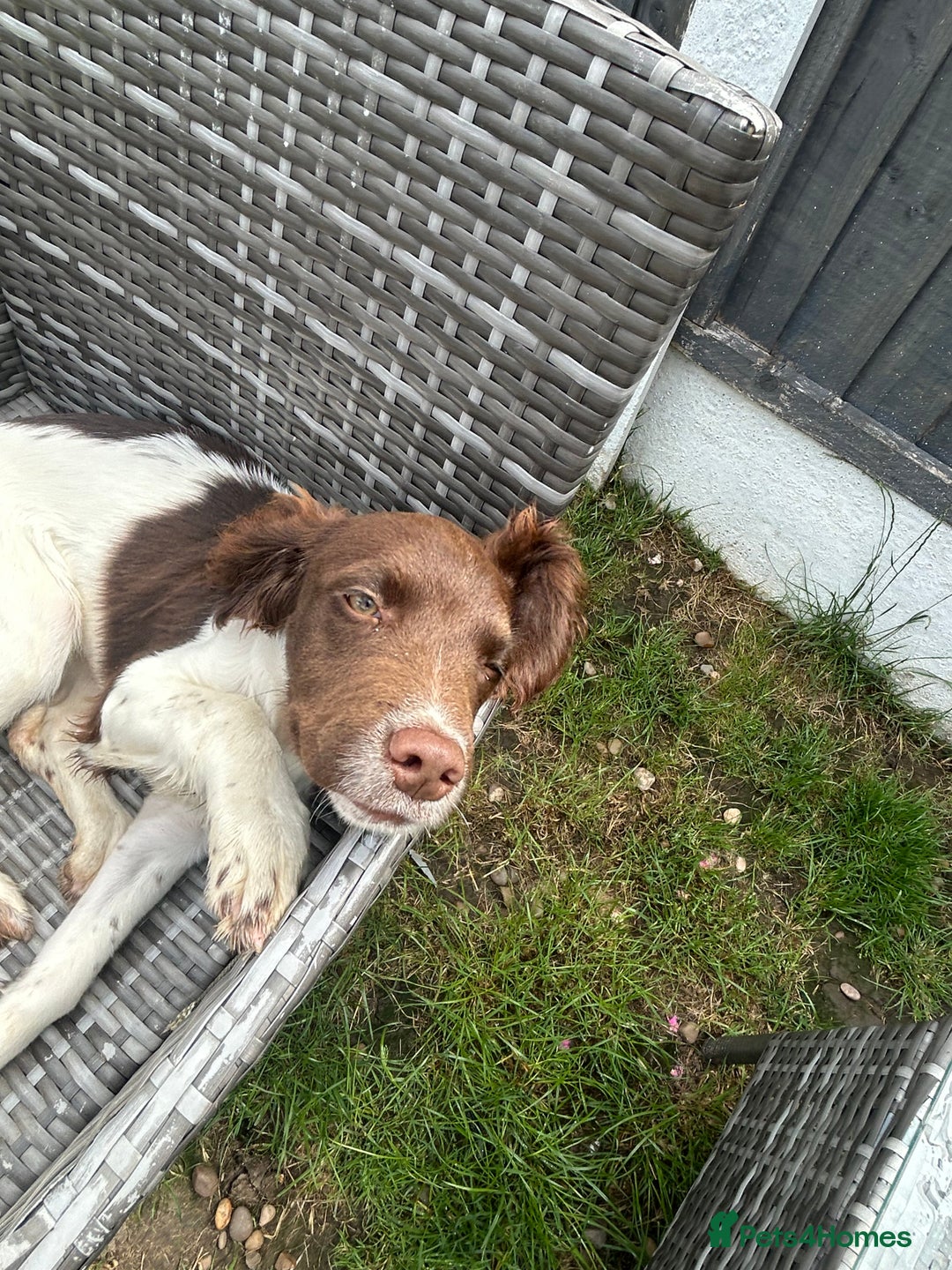 English Springer Spaniel dogs for sale: Female springer spaniel  - Image 2