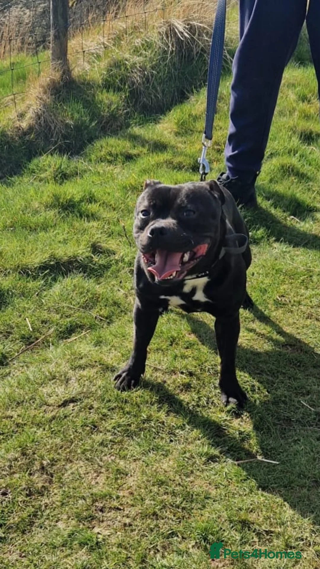 Staffordshire Bull Terrier dogs for stud: Arther - Advert 6