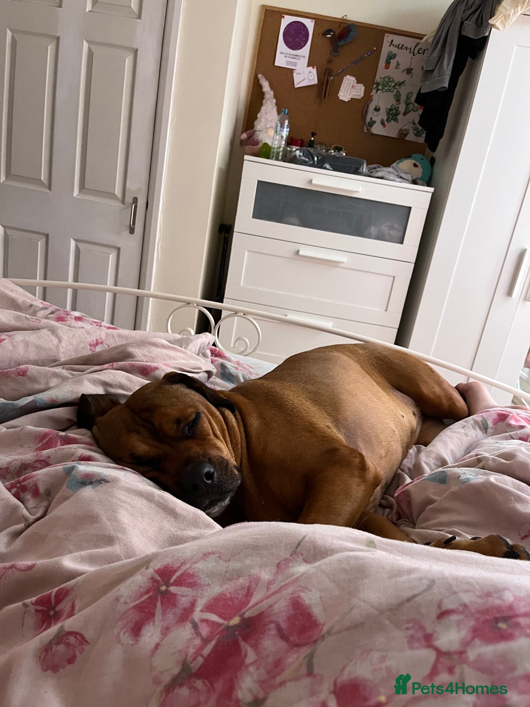 Mixed Breed dogs for sale: 4 year old Rottie X American Bulldog - Image 5