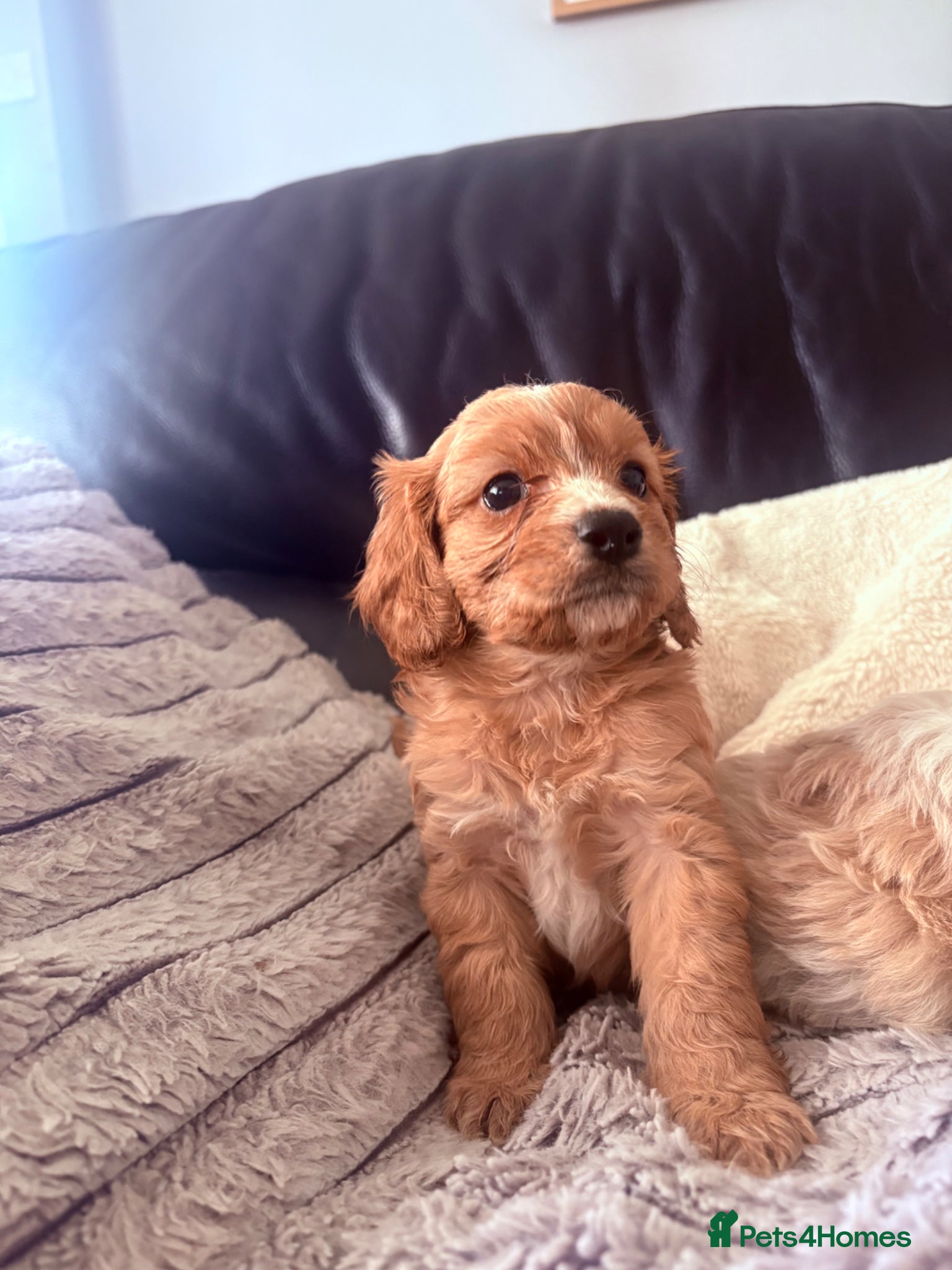 Cavapoo dogs Cavapoo Puppies - Advert 1