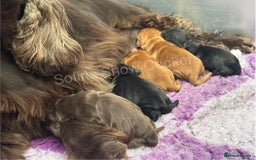 Cocker Spaniel dogs for sale: Last show boy remaining  - Image 16