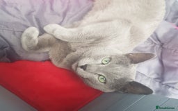 Russian Blue cats for stud: GCCF Active and TICA Registered Experienced Stud  in Stanford-le-Hope - Image 1