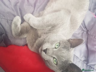 Russian Blue cats in Stanford-le-Hope - Advert 33