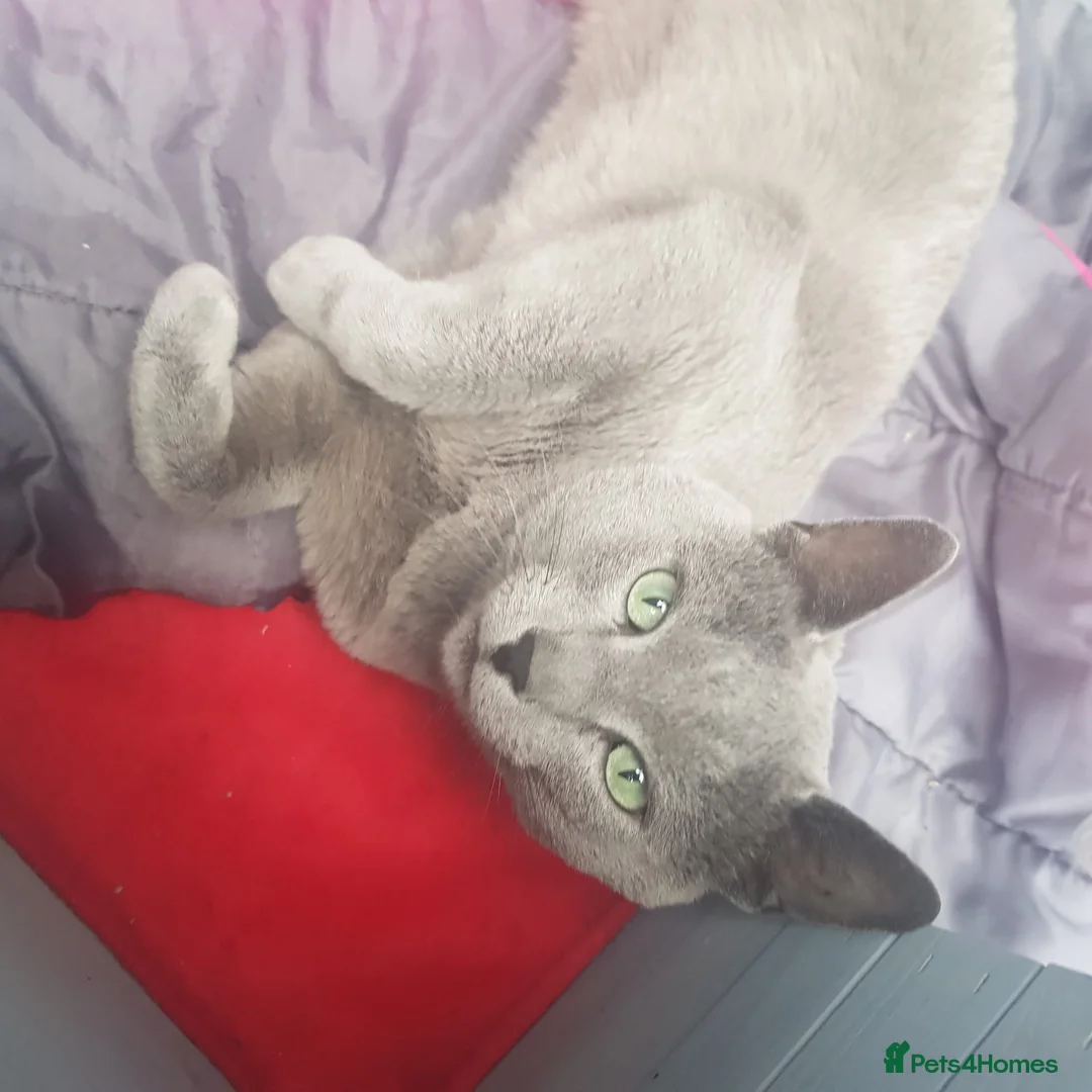 Russian Blue cats for stud: GCCF Active and TICA Registered Experienced Stud  in Stanford-le-Hope - Advert 1