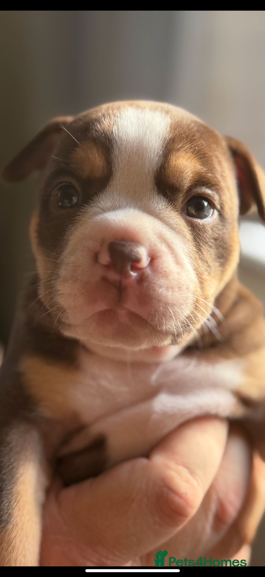 Mixed Breed dogs for sale: Stunning English bulldog mix pocket bully  - Image 20