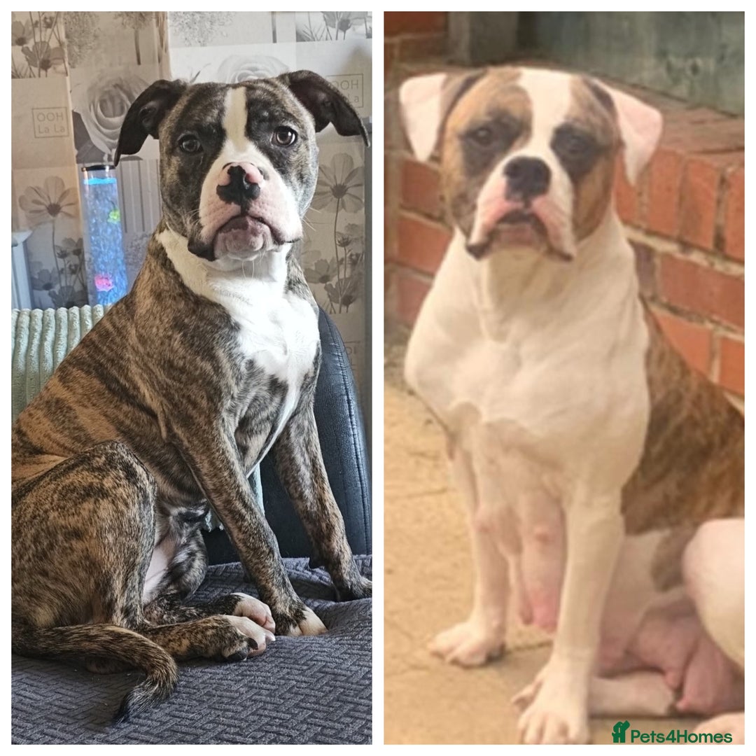 Mixed Breed dogs for sale: Female American bully cross pocket - Advert 5