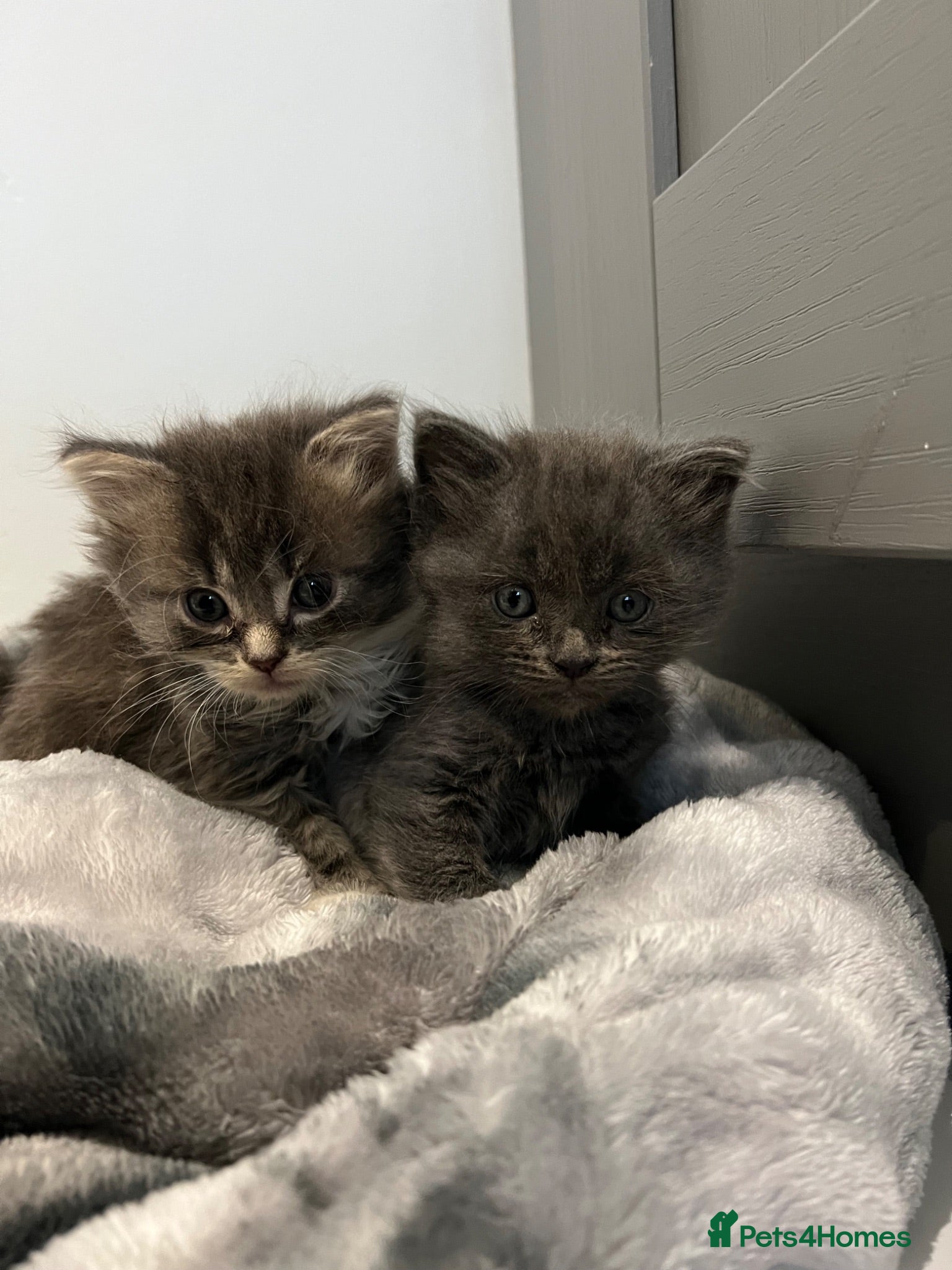 British Longhair cats Long haired kittens  - Advert 3