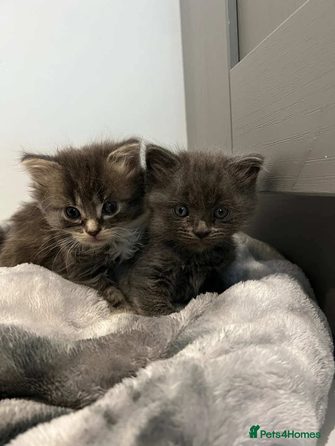 British Longhair cats for sale: Long haired kittens  - Advert 1