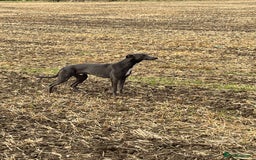 Greyhound dogs for sale: Beautiful Bull Greyhound For Sale - Image 1