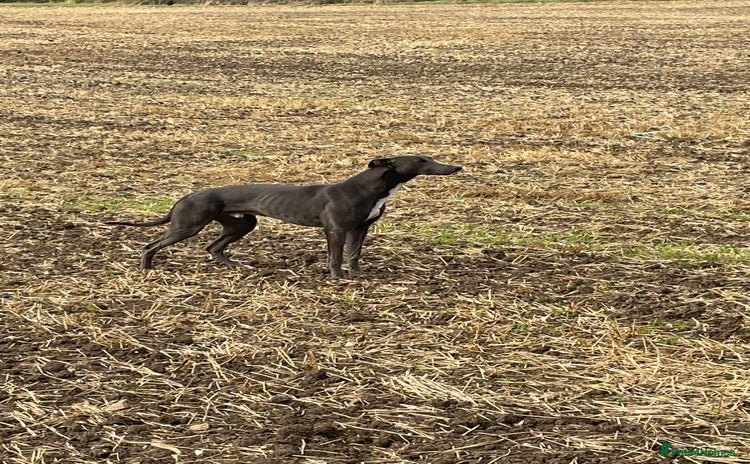Greyhound dogs - Advert 1