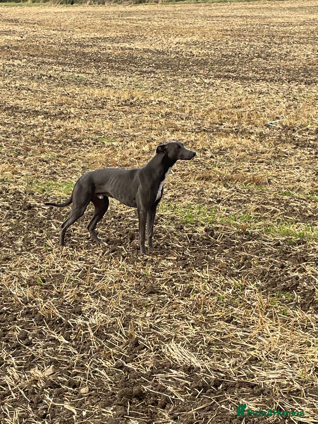 Greyhound dogs for sale: Beautiful Bull Greyhound For Sale - Image 1