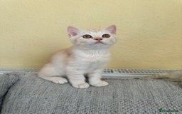 British Shorthair cats for sale: Stunning British Shorthair  - Image 28