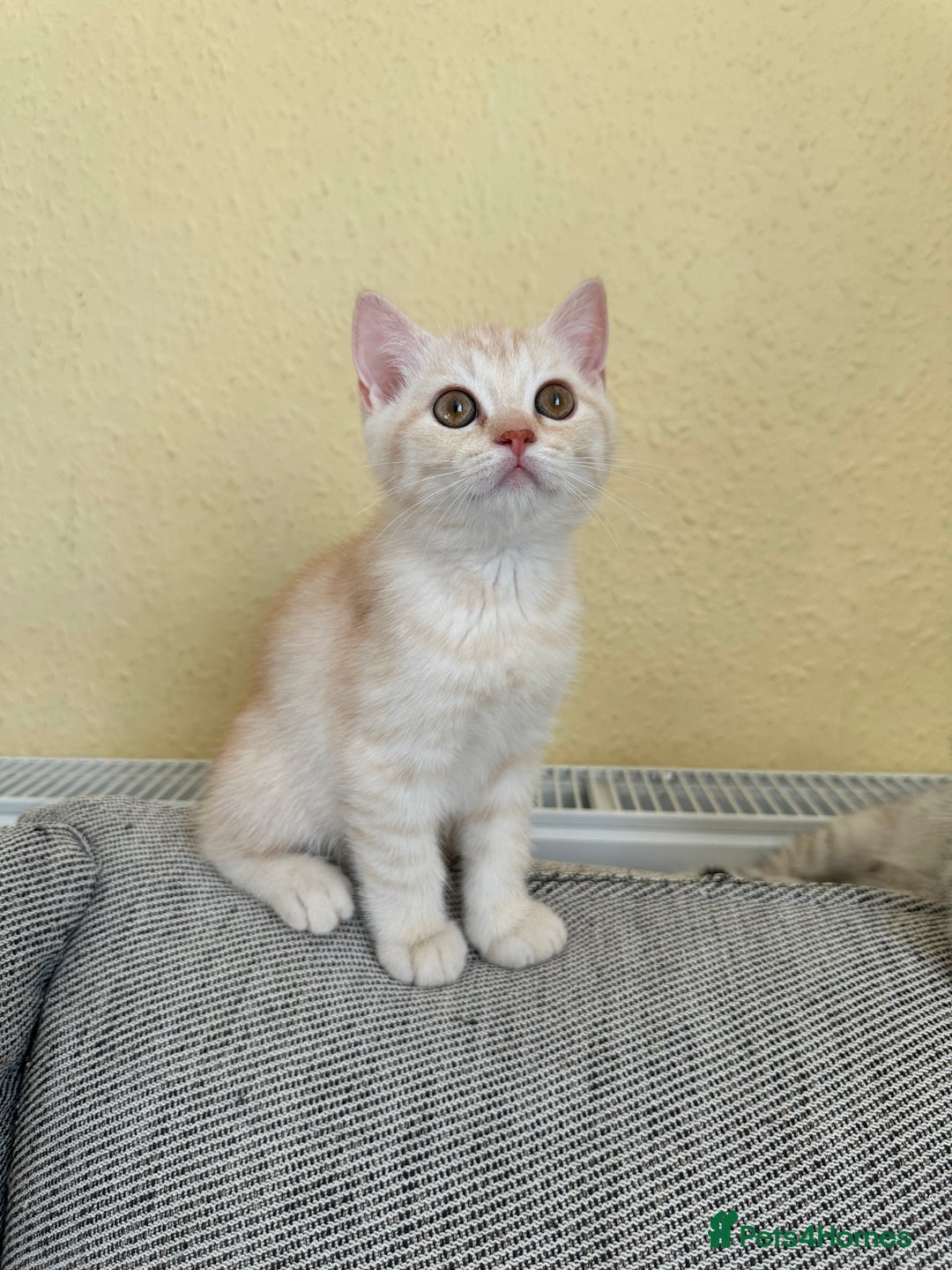 British Shorthair cats for sale: Stunning British Shorthair  - Image 28