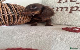 Miniature Dachshund dogs for sale: Long haired miniature dachshunds  - Image 2