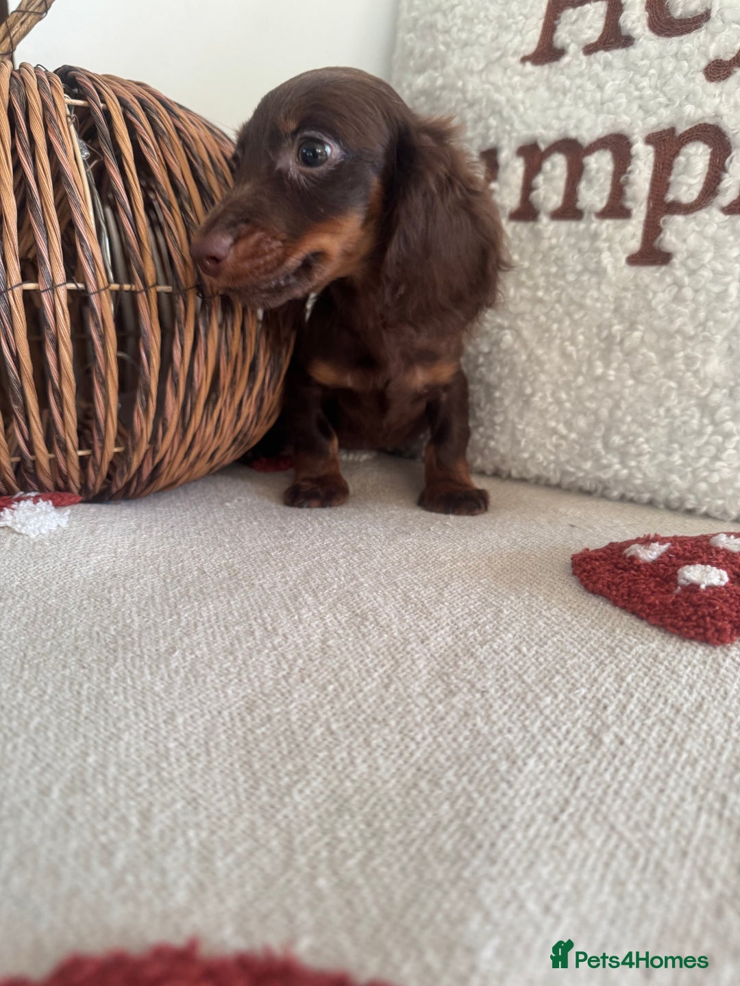 Miniature Dachshund dogs for sale: Long haired miniature dachshunds  - Image 2