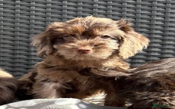 Cockapoo dogs for sale: LOVELY LITTER MERLE COCKAPOOS  - Image 9