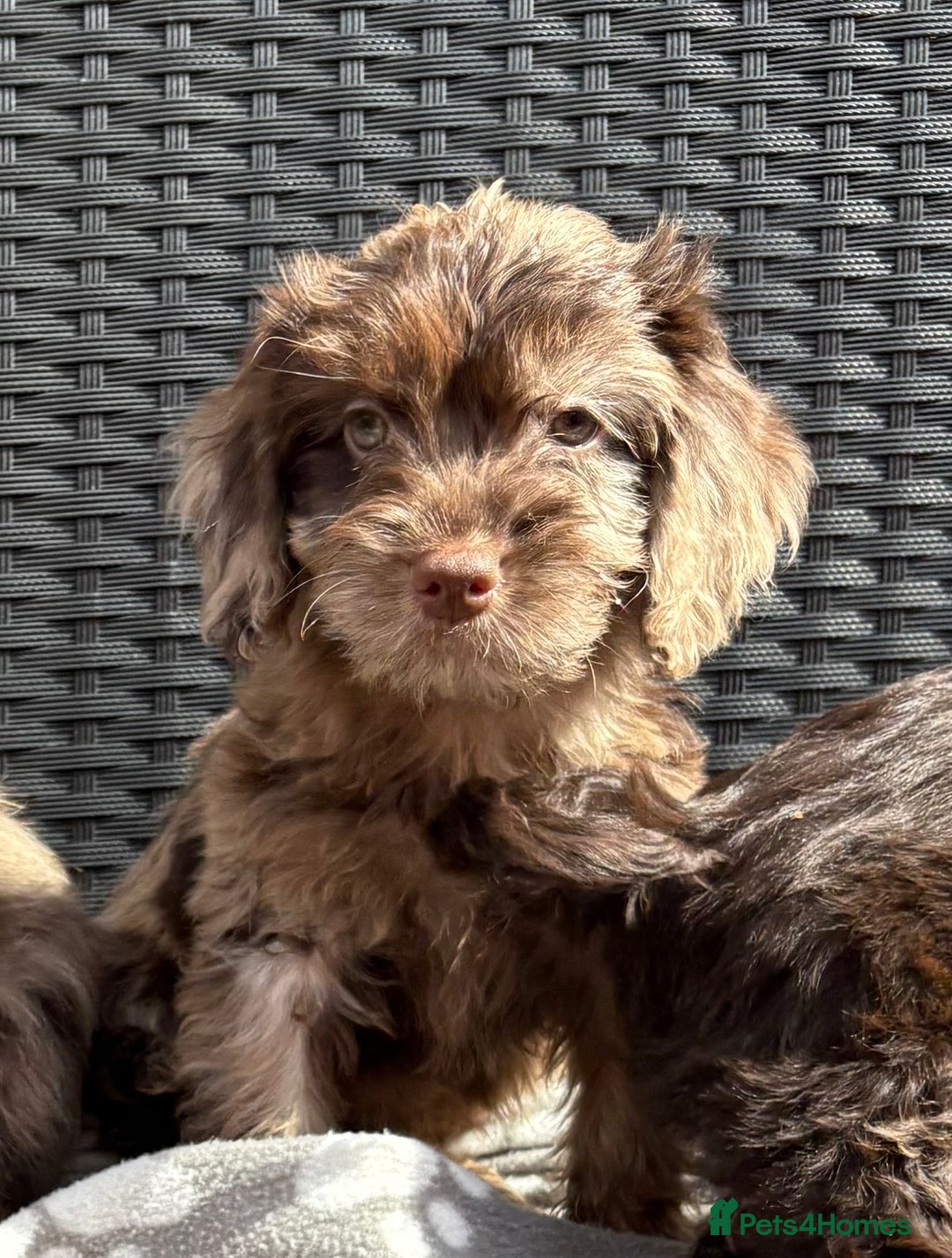 Cockapoo dogs for sale: LOVELY LITTER MERLE COCKAPOOS  - Image 9