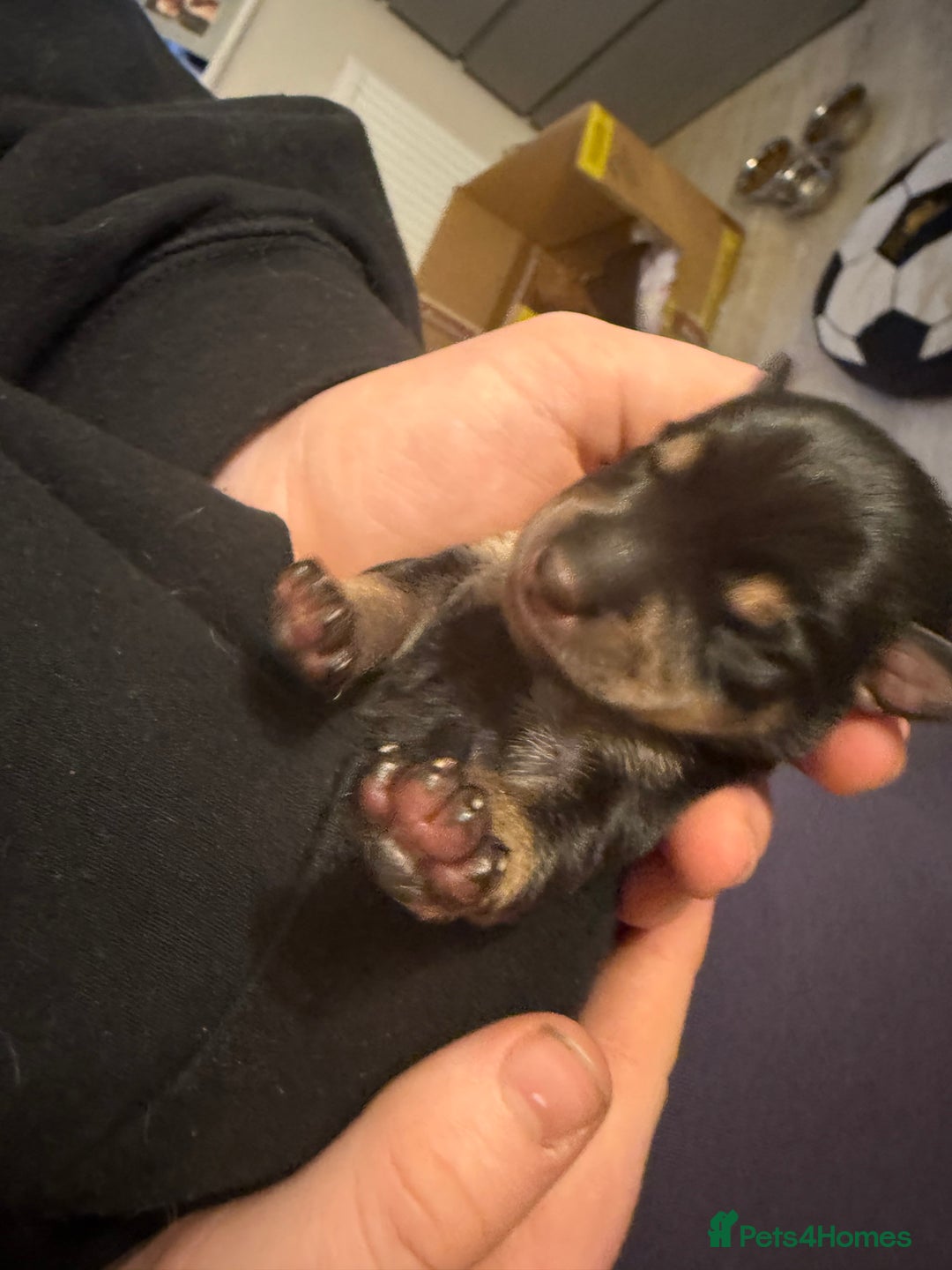 Mixed Breed dogs for sale: Beautiful miniature dash X Maltese  - Image 14