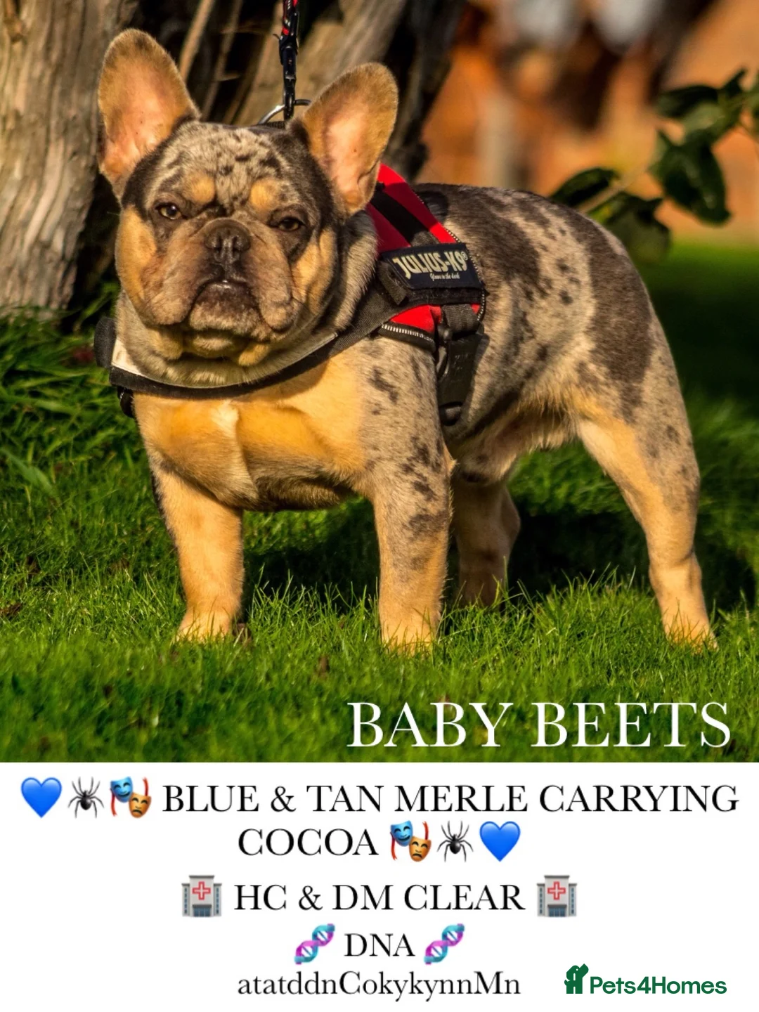 French Bulldog dogs for stud: HEALTH TESTED BLUE MERLE & TAN STUD CARRYING COCOA in Boston - Advert 2