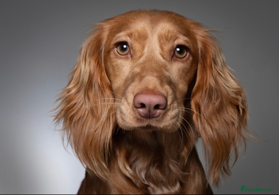 Cockapoo dogs for sale: ✨🐾 F1 Cockapoo Puppies  - waitlist now open 🐾✨ - Advert 1