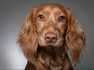 Cockapoo dogs ✨🐾 F1 Cockapoo Puppies - waitlist closed 🐾✨ - Advert 15