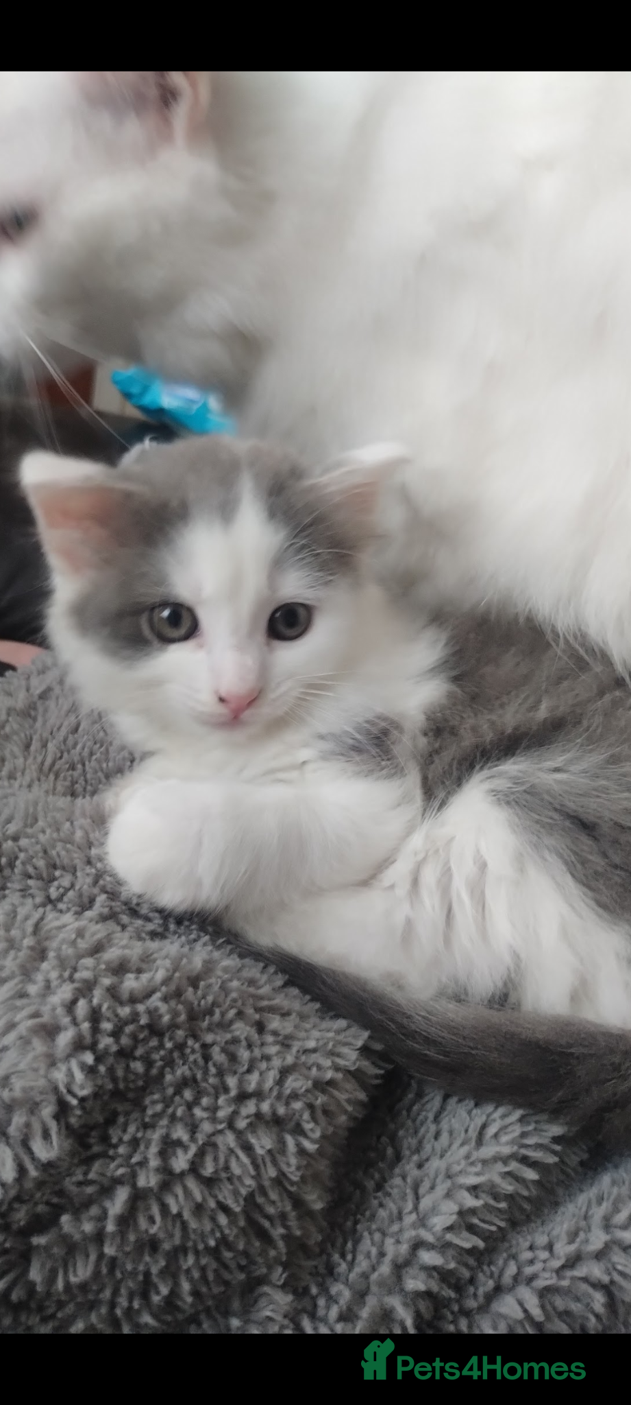 Mixed Breed cats One little male kitten  - Advert 1