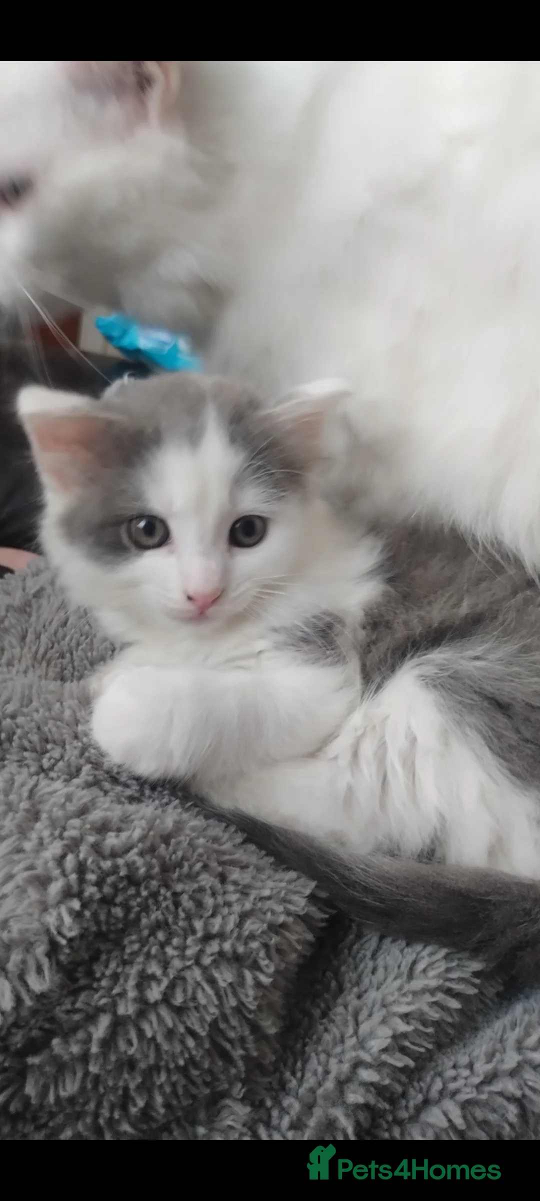 Mixed Breed cats for sale: One little male kitten  - Advert 1