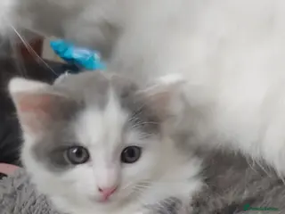 Mixed Breed cats One little male kitten - Advert 1