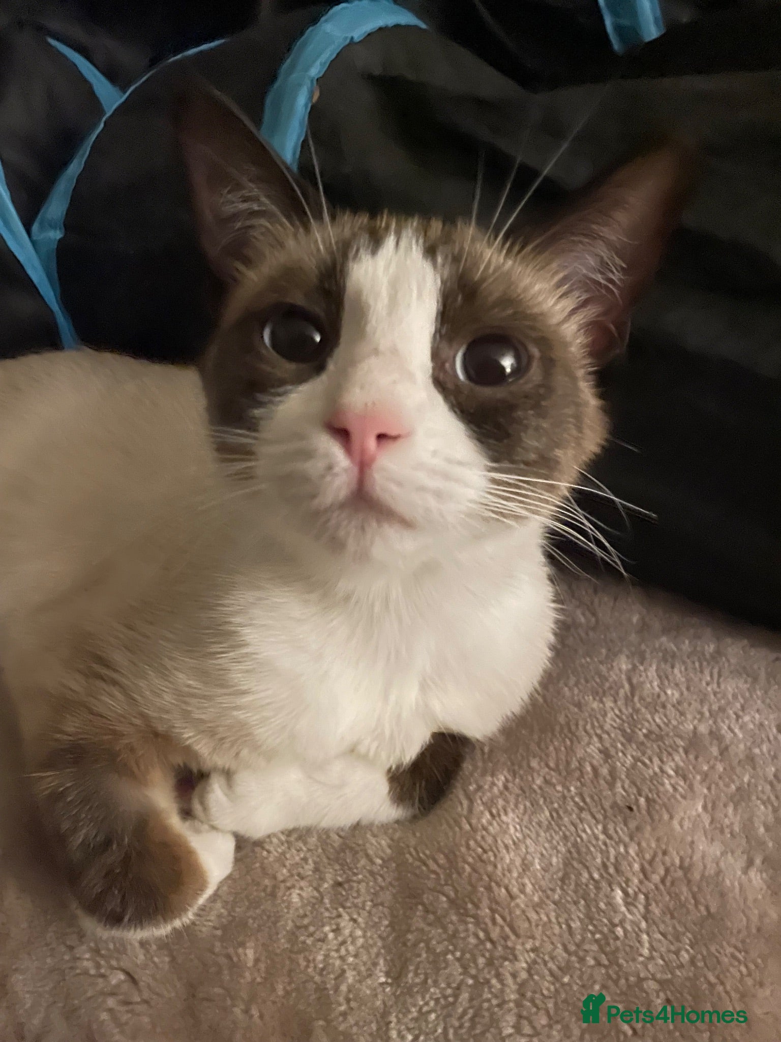 Snowshoe cats One year old female Siamese snowshoe  - Advert 7