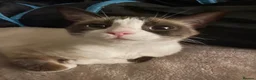 Snowshoe cats for sale: One year old female Siamese snowshoe  - Advert 1