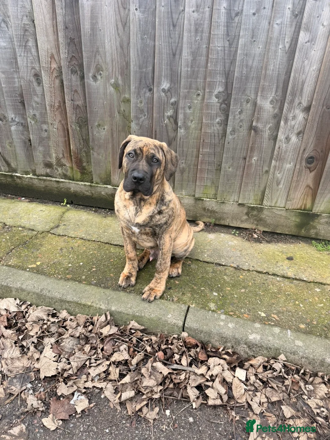 Presa Canario dogs for sale: Draco - Advert 2