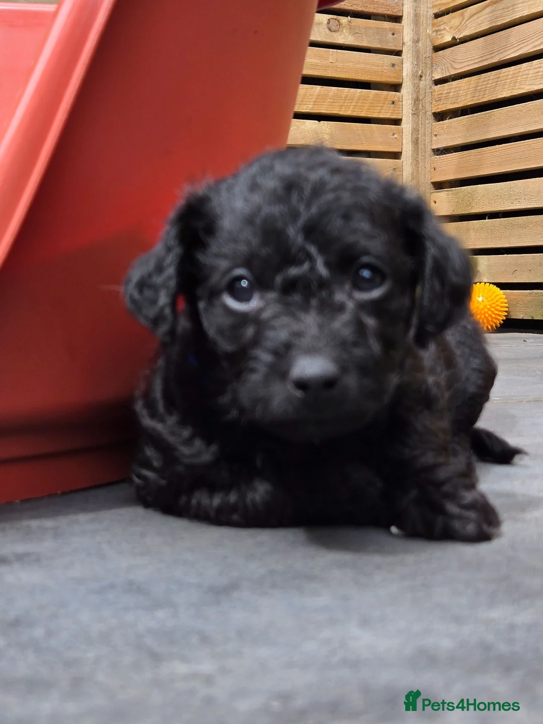 Jackapoo dogs for sale: Jackapoo's only girls left  - Advert 2