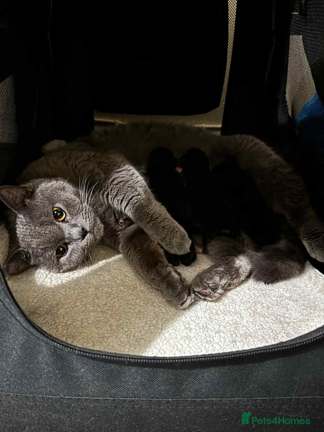 British Shorthair cats for sale:  **  under the  **  tree, Cute kittens - Advert 1