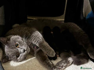 British Shorthair cats Gift under the Christmas tree, Cute kittens - Advert 2