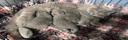 British Shorthair cats for sale: Stunning British Shorthair Kittens - Advert 3