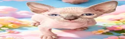 Sphynx cats for sale: STUNNING SPHYNX ELF/CANADIAN KITTENS - Advert 3