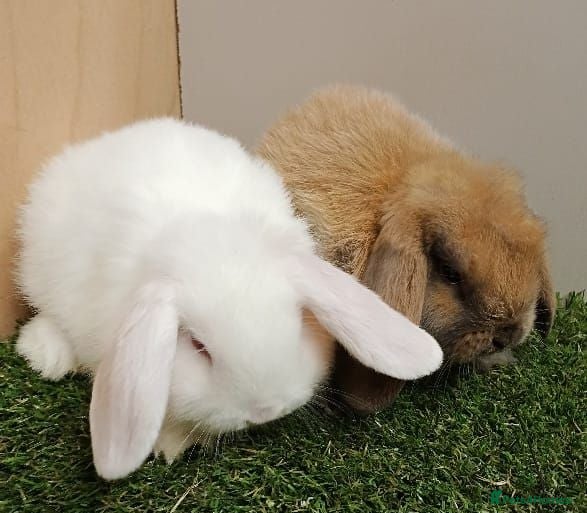 Mini Lop rabbits Vaccinated Baby Mini Lops-with new Yurvac vaccine - Advert 2