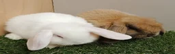 Mini Lop rabbits for sale: Vaccinated Baby Mini Lops-with new Yurvac vaccine - Advert 2