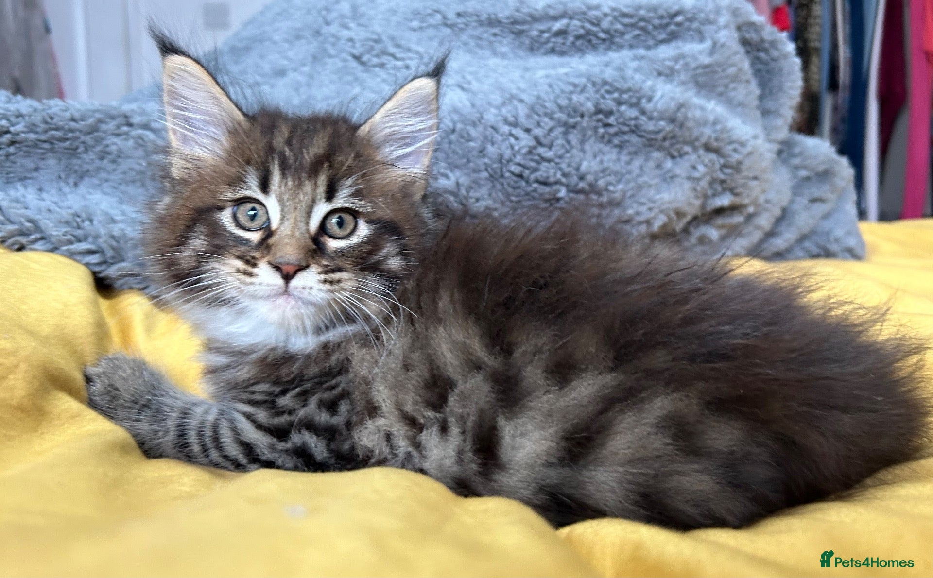 Maine Coon cats Stunning XL Male Kitten: TICA Pedigree Maine Coon - Advert 4