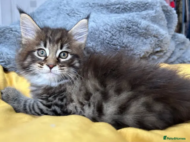 Maine Coon cats for sale: TICA REGISTERED - XL Male Kitten Pure Maine Coon - Advert 10