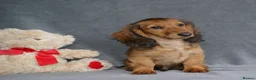 Miniature Dachshund dogs for sale: READY NOW KC Minature long-haired dachshund  - Advert 3