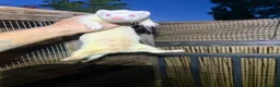 Ferret rodents for sale: Albino kits looking for new 🏡  in Sheffield - Advert 3